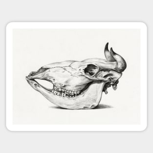 Animal skull Sticker